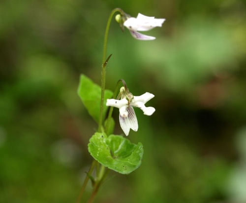 山野草、好きな白花４種