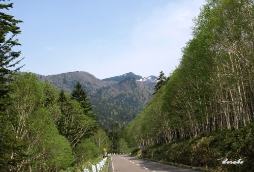 新緑の然別と糠平で見かけた子鹿