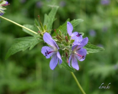 昨日の山で写した山野草と　今朝のピンクの太陽