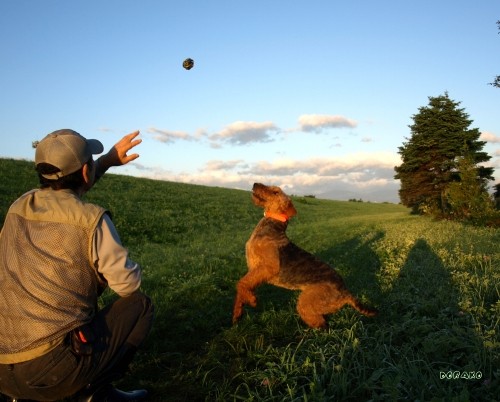 どら犬エルのボール遊び
