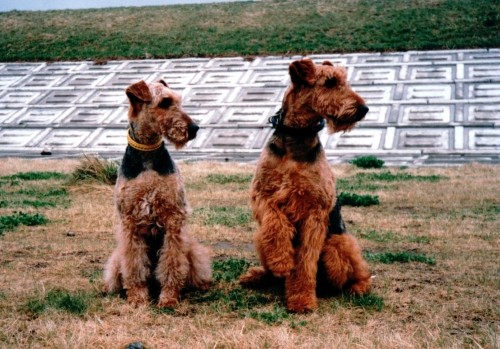 我が家の歴代3匹の愛犬