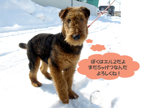 我が家のラストドック?エルⅡ