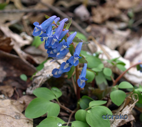 寒くても春を感じさせてくれる山野草３種