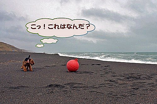 　どら犬エル、未確認物体に遭遇