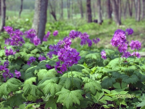 十勝千年の森で咲いていた山野草