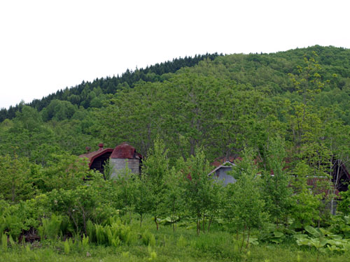 新緑の中の廃屋と忠類村で見かけた丹頂鶴