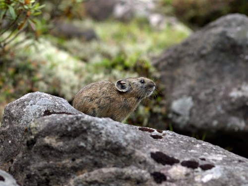 ようやく出会えたナキウサギ
