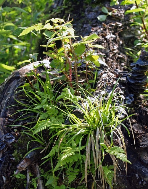 三股の山で見かけた山野草