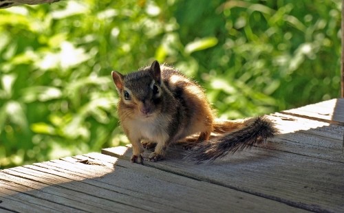 三つ指付いて挨拶?黒岳のシマリーちゃん
