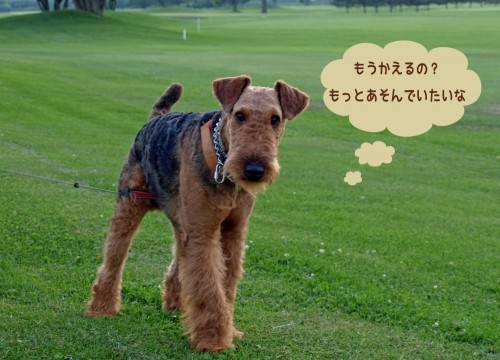 ワンちゃんに薬の飲ませ方と 黒岳のデジブック