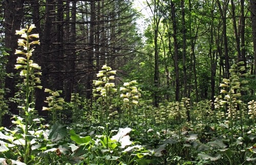帯広の森、ウバユリの群生