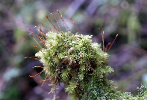 苔むす芽登の森