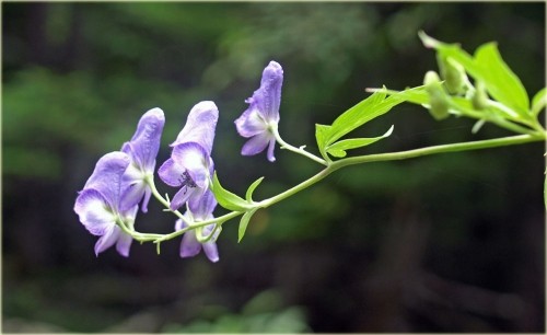 芽登の山で咲いていた野草