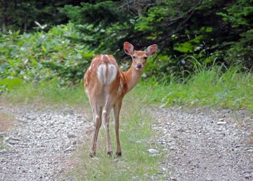 芽登の山で見かけた鹿・子狐・シマリス