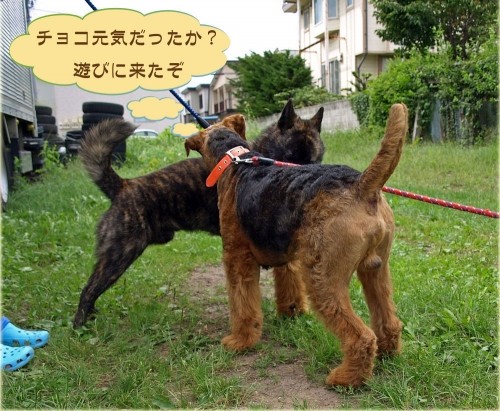 どら犬エル、甲斐犬のチョコちゃんと遊ぶ