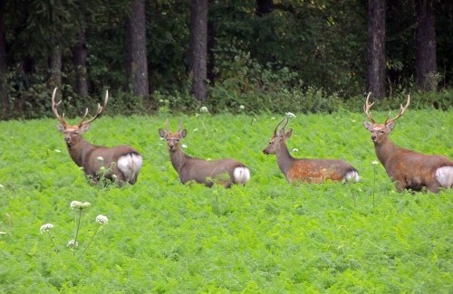ニンジン畑に雄鹿4頭、今朝の朝霧