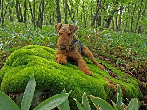 どら犬エルと行ってきたのは茸の山