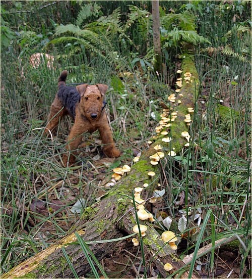 今月になって始めてどら犬エルと茸の山へ