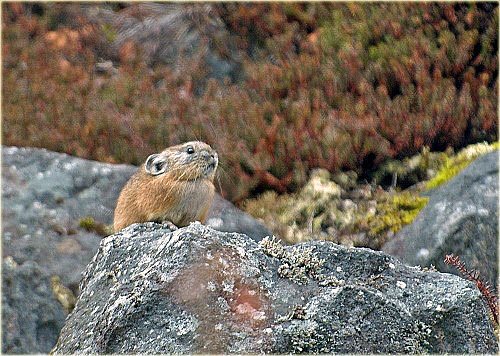 生きた化石と言われているナキウサギ