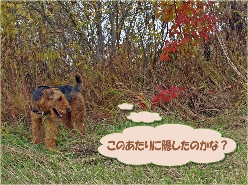 どら犬エル隠したボールを匂いで捜す遊び