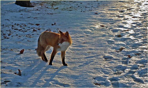 公園で出会ったキタキルネとクローズになったゴルフ場には白鳥