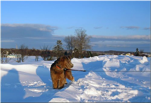 どら犬エルの雪遊びと緑ヶ丘の雪景色