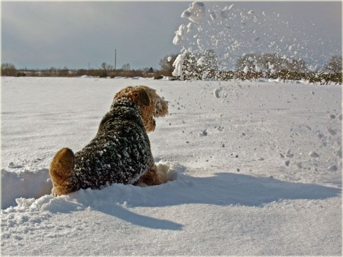 どら犬エルと今年最後の雪遊び