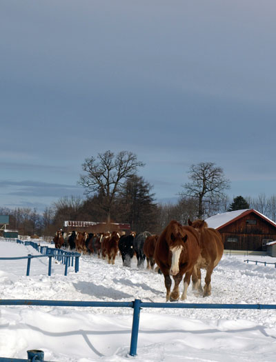 十勝牧場、妊娠馬雪中運動