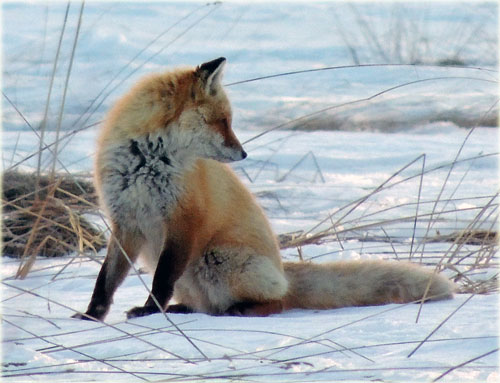 　キタキツネとサンピラーのような日の出、撮ってきただけのフキノトウ