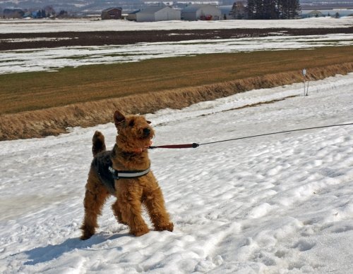 久しぶりでエルの雪遊び