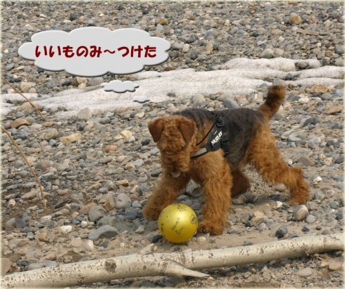 どら犬エル、十勝川の河原で遊ぶ