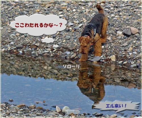河原で小さな川にびびるエル