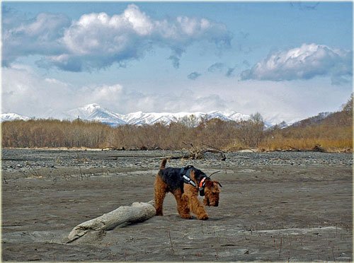 ビビリ犬エルはワイルド犬に・・・