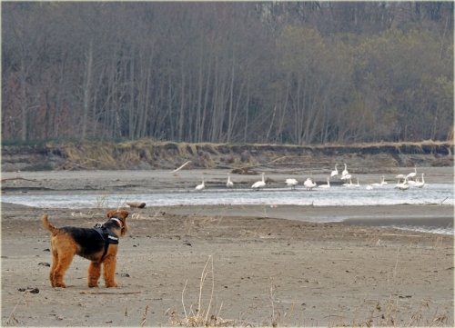 白鳥を見ているのは、どら犬エル