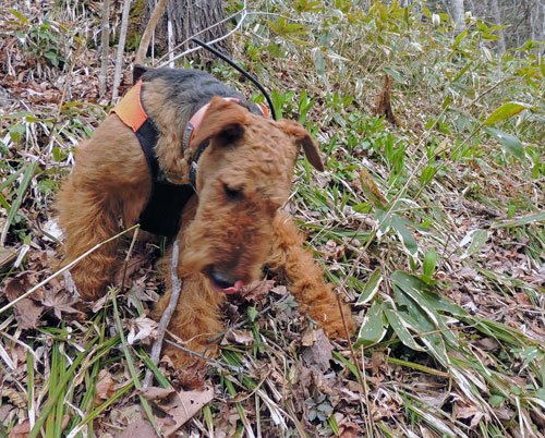 　シーズン最初の行者ニンニクとワイルド犬エル
