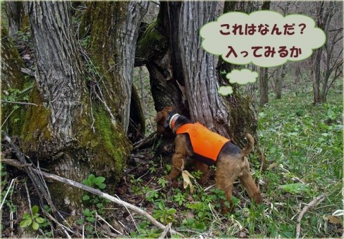 　巨木の空洞で遊ぶワイルド犬エル