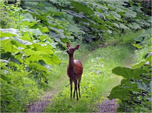 　ブロンズ像ではありませんエゾシカです