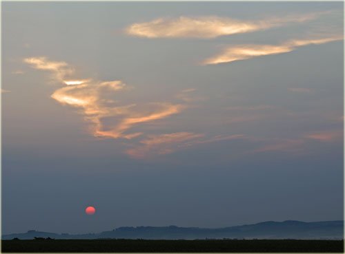 　ピンクの太陽と日の出時の畑