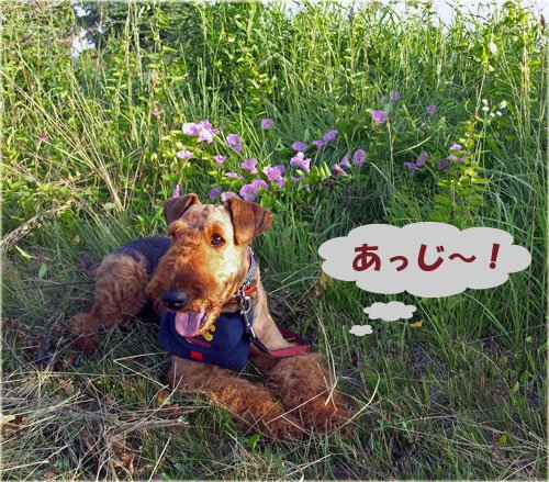 　暑い日が続きますね