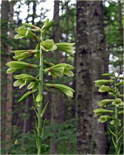 　帯広の森　ウバユリの見頃はまだ先のようです