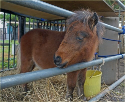 　帯広競馬場の可愛いミニチュアホース