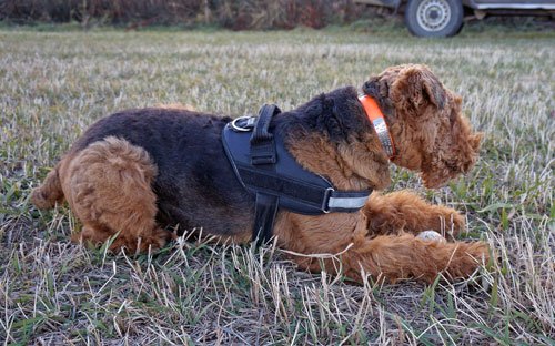 我が家の愛犬を守るための対策
