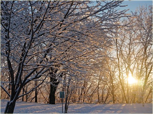 今朝の朝日に光る雪景色