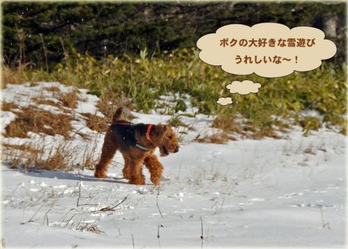 糠平で遊ぶエルと今朝の朝焼け