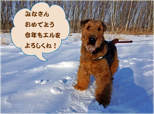 エルとの初散歩は林で