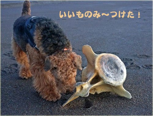 海岸でエルが見つけた物と丹頂鶴