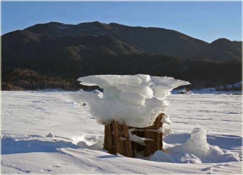 糠平でキノコ氷と川のフロストフラワー