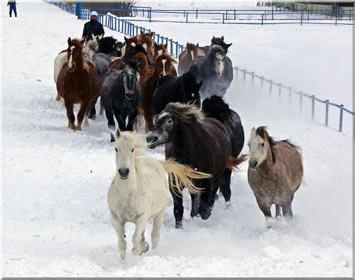 十勝牧場の雪中運動