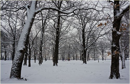 エルは喜び雪中駆け回る