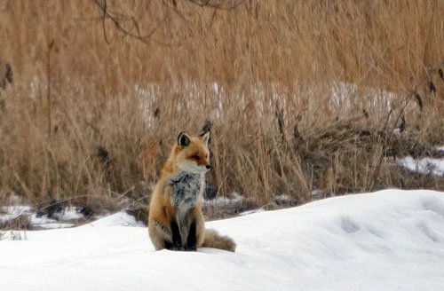 出会いはキタキツネばかり